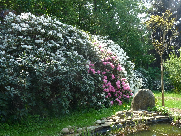 Bepflanzung 29