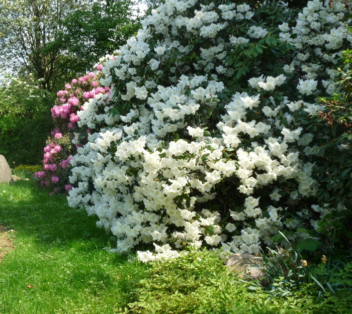 Pflanzen im Garten