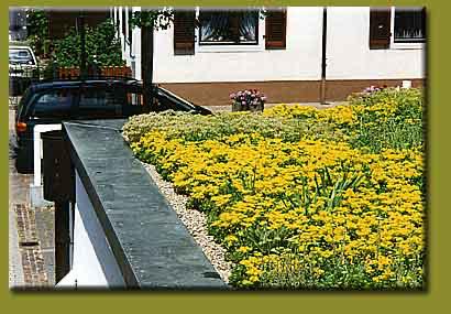Bepflanzung 1